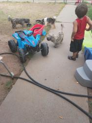 Found/Stray Unknown Dog last seen 48th St. and Southern, Phoenix, AZ 85040