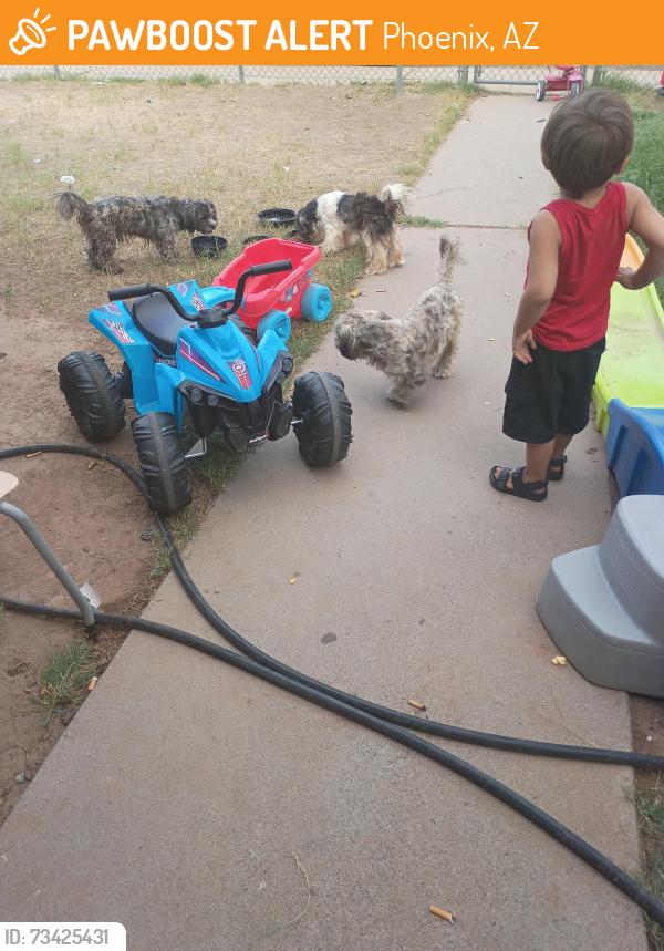Found/Stray Unknown Dog last seen 48th St. and Southern, Phoenix, AZ 85040