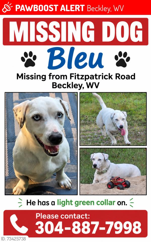 Lost Male Dog last seen Sullivan Road/Fitzpatrick Road, Beckley, WV 25901