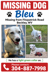 Lost Male Dog last seen Sullivan Road/Fitzpatrick Road, Beckley, WV 25901