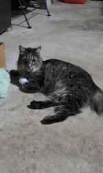 Reunited Female Cat last seen Timber and Pembroke, South Elgin, IL 60177