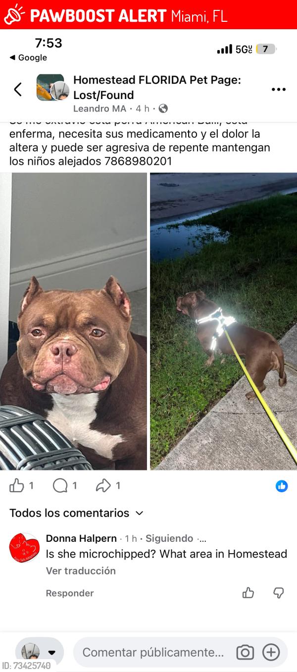 Lost Female Dog last seen Miami Fl 33175, Miami, FL 33175