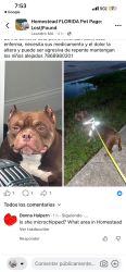 Lost Female Dog last seen Miami Fl 33175, Miami, FL 33175