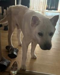 Lost Male Dog last seen Almond ct, Spring Hill, FL 34608