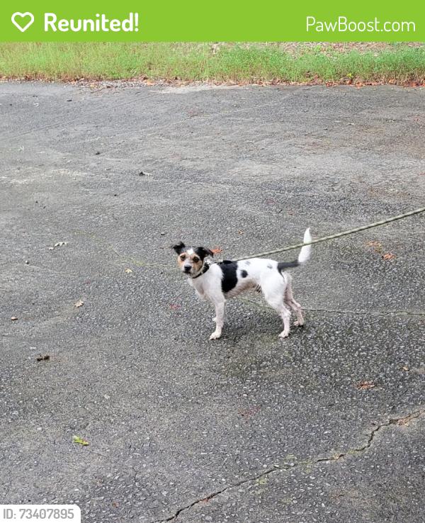 Reunited Male Dog last seen Ridgeway circle/ chase road, Cornelia, GA 30531