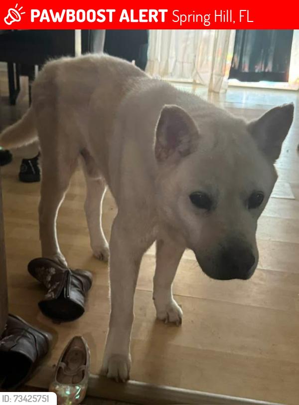 Lost Male Dog last seen Almond ct, Spring Hill, FL 34608