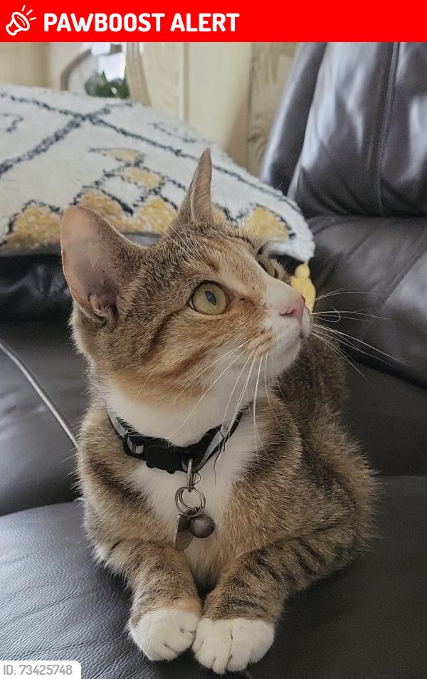 Lost Female Cat last seen Allen park, Bedford, England MK40 4LB