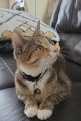 Lost Female Cat last seen Allen park, Bedford, England MK40 4LB