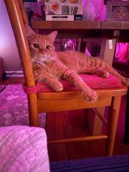 Reunited Male Cat last seen Princeton Street and behind, Orlando, FL 32804