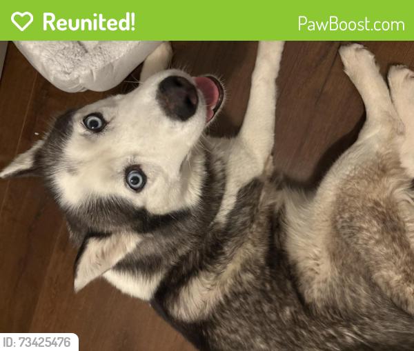 Reunited Female Dog last seen Diamond Road Victorville, Victorville, CA 92394