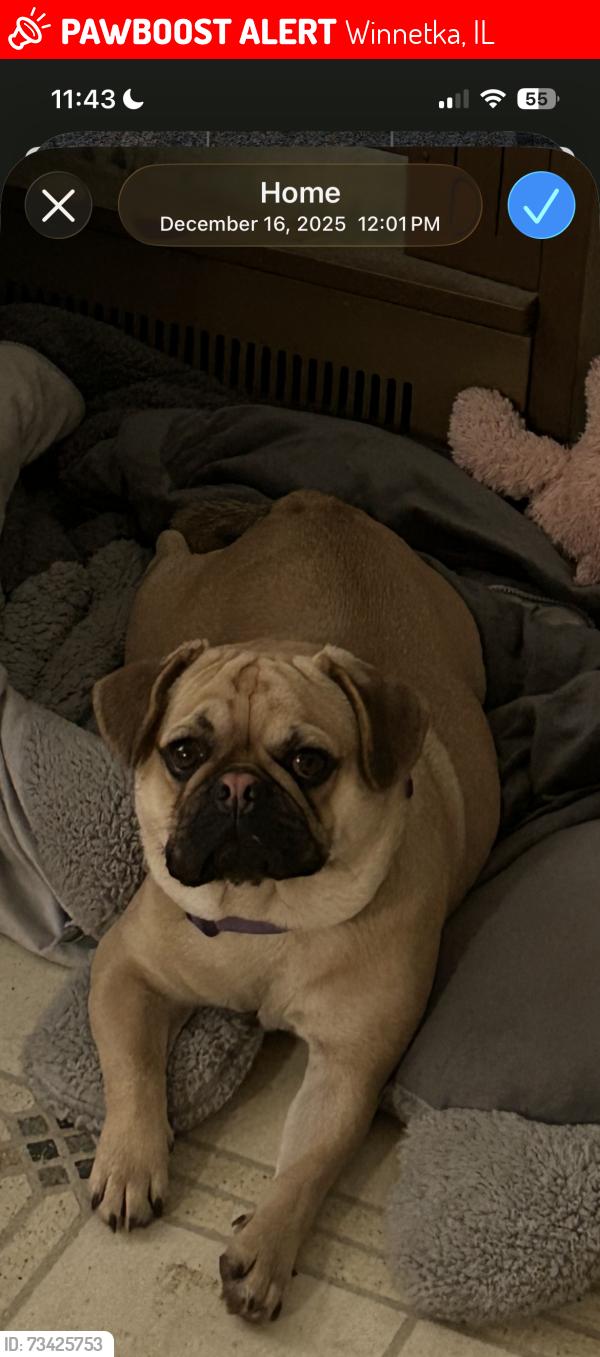 Lost Male Dog last seen Presnell Street and Lincoln Avenue Asheboro NC, Winnetka, IL 60093