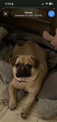 Lost Male Dog last seen Presnell Street and Lincoln Avenue Asheboro NC, Winnetka, IL 60093