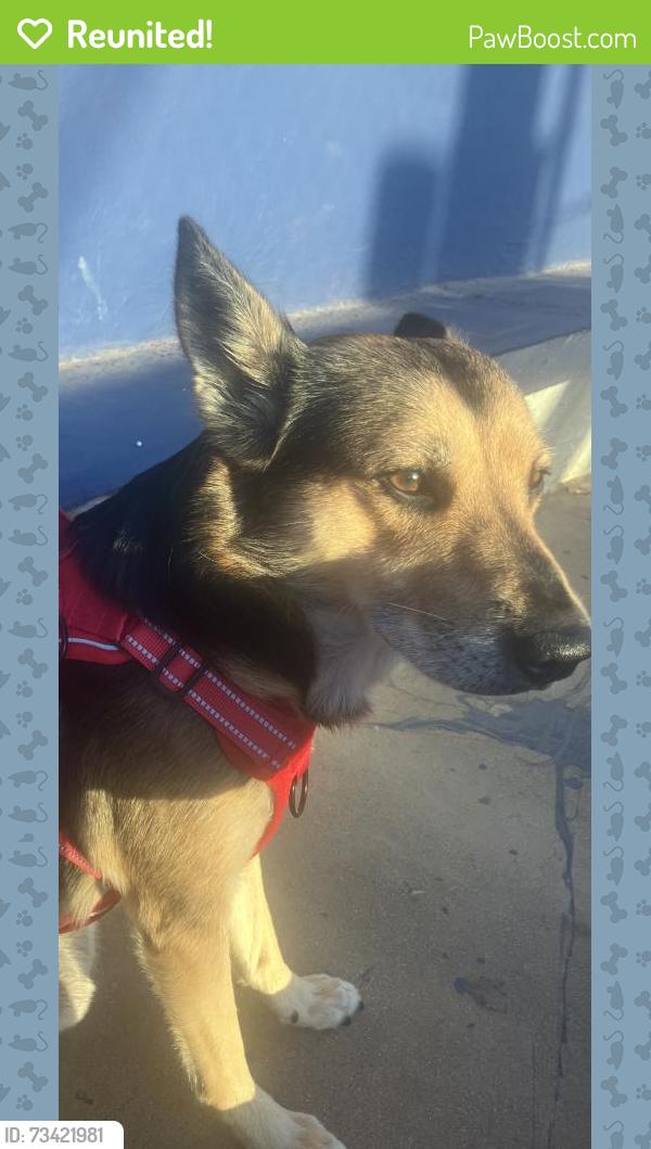 Reunited Male Dog last seen S Mission Rd by Northgate Market, Fallbrook, CA 92088