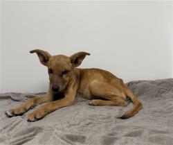 Shelter Stray Female Dog last seen , 38550 Sierra Hwy, Palmdale, CA 93550, USA
