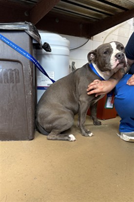 Shelter Stray Female Dog last seen SECOND AVE & F ST, 130 Beyer Way, Chula Vista, CA 91911, USA