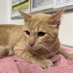 Shelter Stray Male Cat last seen , 600 Aviation Dr, Camarillo, CA 93010, USA
