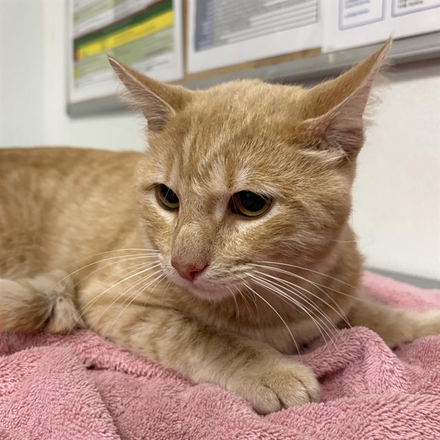 Shelter Stray Male Cat last seen , 600 Aviation Dr, Camarillo, CA 93010, USA