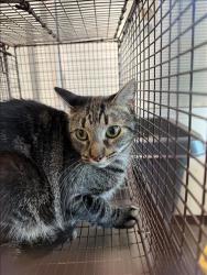 Shelter Stray Male Cat last seen , West Valley Animal Shelter, 20655 Plummer St, Chatsworth, CA 91311, USA