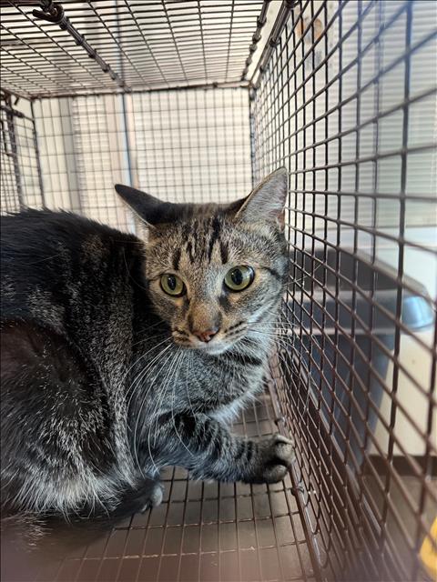 Shelter Stray Male Cat last seen , West Valley Animal Shelter, 20655 Plummer St, Chatsworth, CA 91311, USA