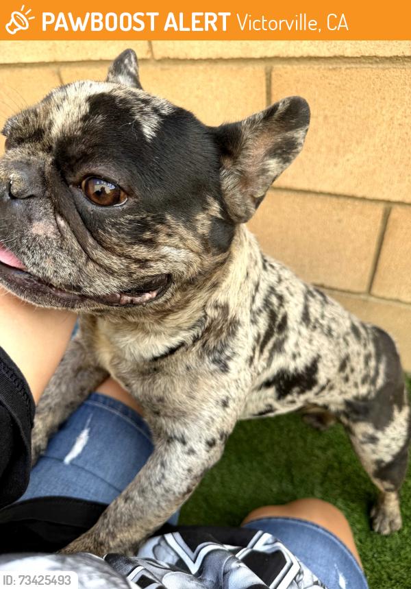 Found/Stray Male Dog last seen Eucalyptus Street Victorville California, Victorville, CA 92392