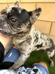 Found/Stray Male Dog last seen Eucalyptus Street Victorville California, Victorville, CA 92392