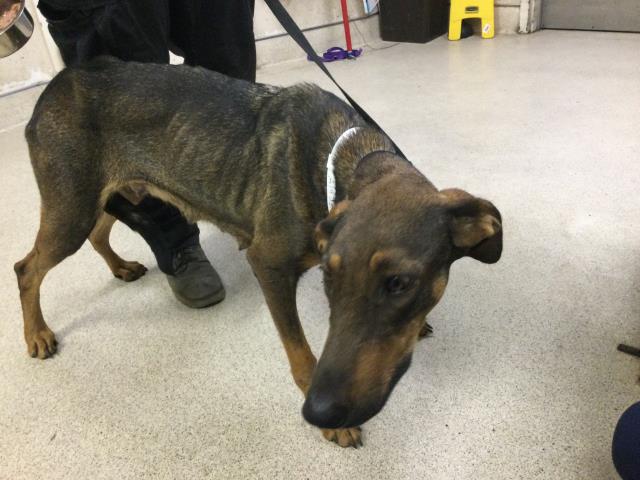 Shelter Stray Female Dog last seen Near BLOCK WOODLAWN ST, PERRIS, CA, 6851 Van Buren Boulevard, Jurupa Valley, CA 92509, USA
