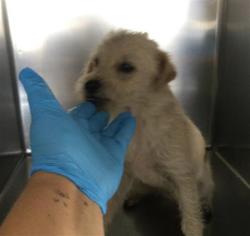 Shelter Stray Male Dog last seen SEDGWICK AVE/ 14TH ST, RIVERSIDE CA, 6851 Van Buren Boulevard, Jurupa Valley, CA 92509, USA