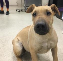 Shelter Stray Female Dog last seen Near BLOCK WOODLAWN ST, PERRIS, CA, 6851 Van Buren Boulevard, Jurupa Valley, CA 92509, USA
