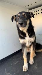 Shelter Stray Female Dog last seen Near BLK 34TH ST, BAKERSFIELD, CA, 201 S Mt Vernon Ave, Bakersfield, CA 93307, USA