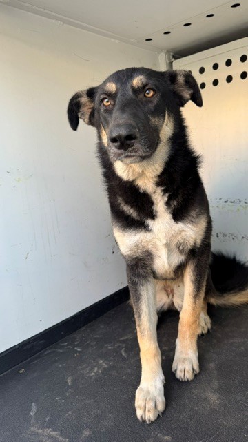 Shelter Stray Female Dog last seen Near BLK 34TH ST, BAKERSFIELD, CA, 201 S Mt Vernon Ave, Bakersfield, CA 93307, USA
