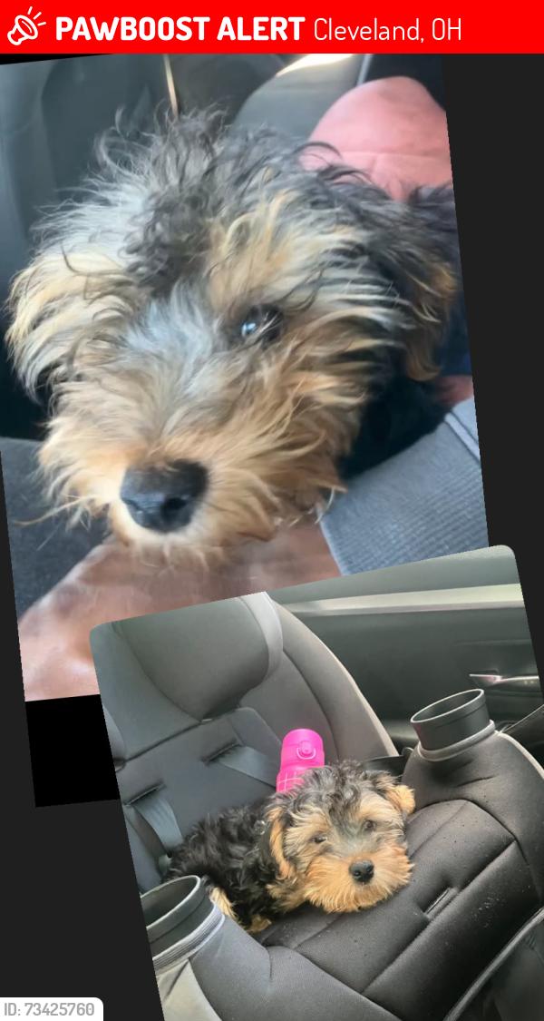 Lost Male Dog last seen 124th Eddy rd. Paxton rd., Cleveland, OH 44108