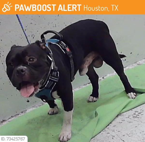 Found/Stray Male Dog last seen Park Place Blvd 77017, Houston, TX 77017