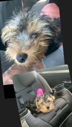 Lost Male Dog last seen 124th Eddy rd. Paxton rd., Cleveland, OH 44108