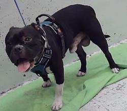 Found/Stray Male Dog last seen Park Place Blvd 77017, Houston, TX 77017