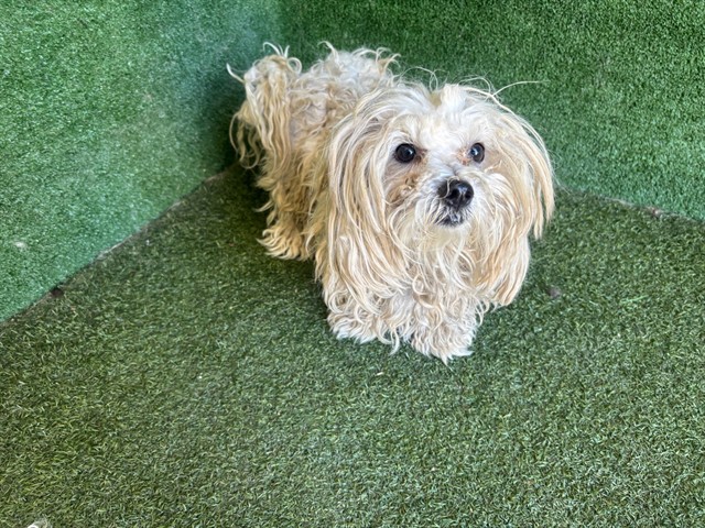 Shelter Stray Male Dog last seen , 5210 W Ave I, Lancaster, CA 93536, USA