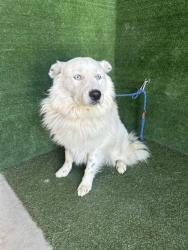 Shelter Stray Male Dog last seen , 5210 W Ave I, Lancaster, CA 93536, USA
