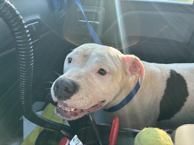 Shelter Stray Female Dog last seen CLEAR LAKE/ FOLSUM, 227 N D St, Perris, CA 92570, USA
