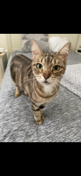 Lost Female Cat last seen Atkins Rd, Fuquay-Varina, NC 27526