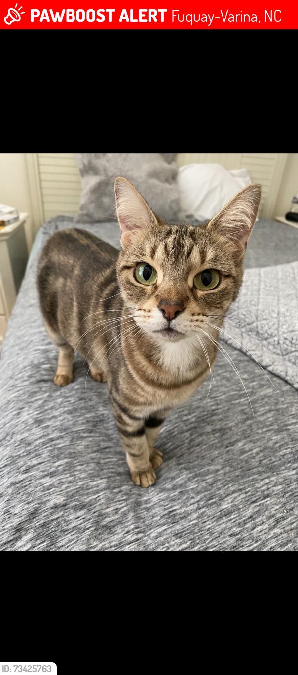 Lost Female Cat last seen Atkins Rd, Fuquay-Varina, NC 27526