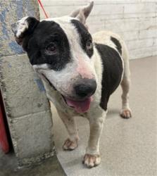 Shelter Stray Female Dog last seen Near BLOCK N GARDENA, 333 Chandler Pl, San Bernardino, CA 92408, USA