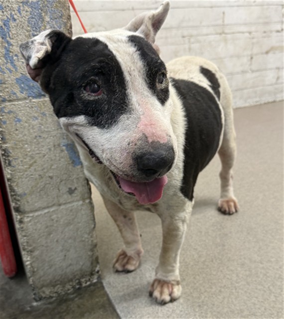 Shelter Stray Female Dog last seen Near BLOCK N GARDENA, 333 Chandler Pl, San Bernardino, CA 92408, USA