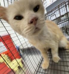 Shelter Stray Male Cat last seen Near BLOCK N GARDENA, 333 Chandler Pl, San Bernardino, CA 92408, USA