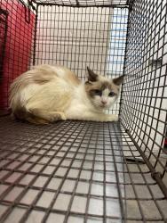 Shelter Stray Female Cat last seen Near BLOCK N GARDENA, 333 Chandler Pl, San Bernardino, CA 92408, USA