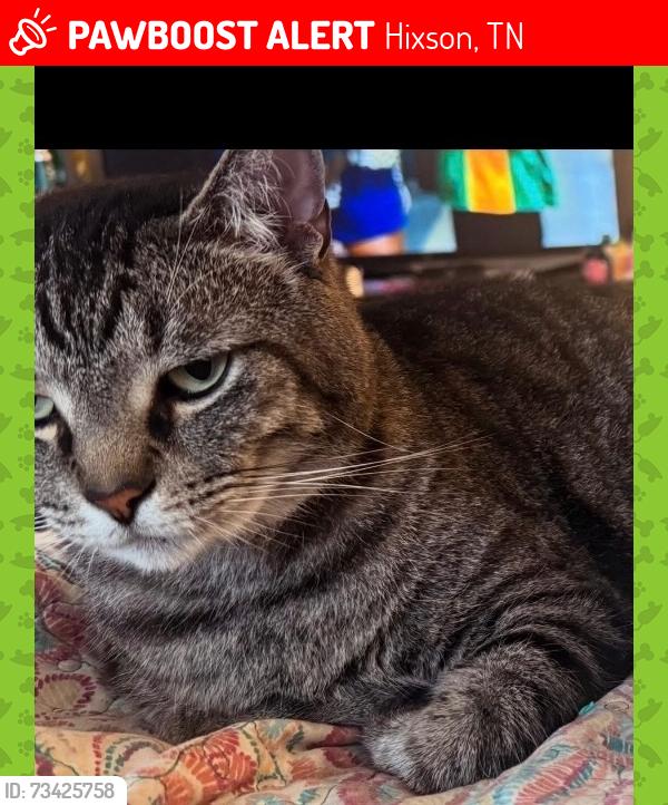 Lost Male Cat last seen Chester Frost Park Campgrounds, Hixson, TN 37343