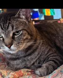Lost Male Cat last seen Chester Frost Park Campgrounds, Hixson, TN 37343