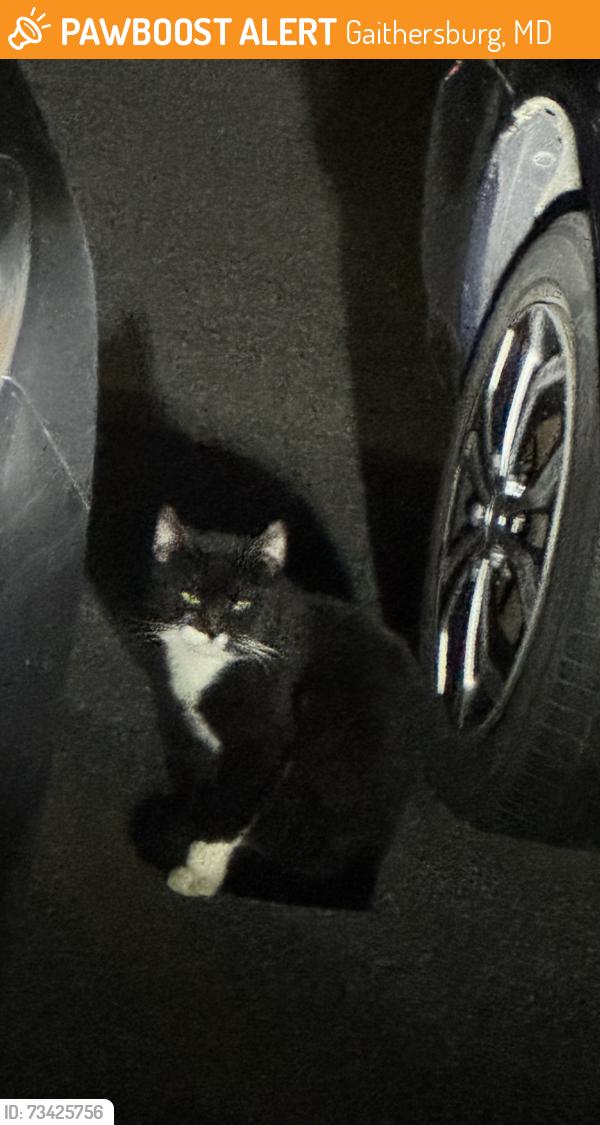 Found/Stray Unknown Cat last seen Montgomery Village Ave (Center Court cndmnium), Gaithersburg, MD 20886