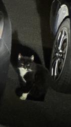 Found/Stray Unknown Cat last seen Montgomery Village Ave (Center Court cndmnium), Gaithersburg, MD 20886