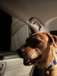 Found/Stray Female Dog last seen Oakhill by city hall, Oak Hill, FL 32759