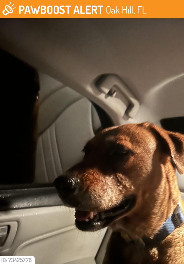 Found/Stray Female Dog last seen Oakhill by city hall, Oak Hill, FL 32759