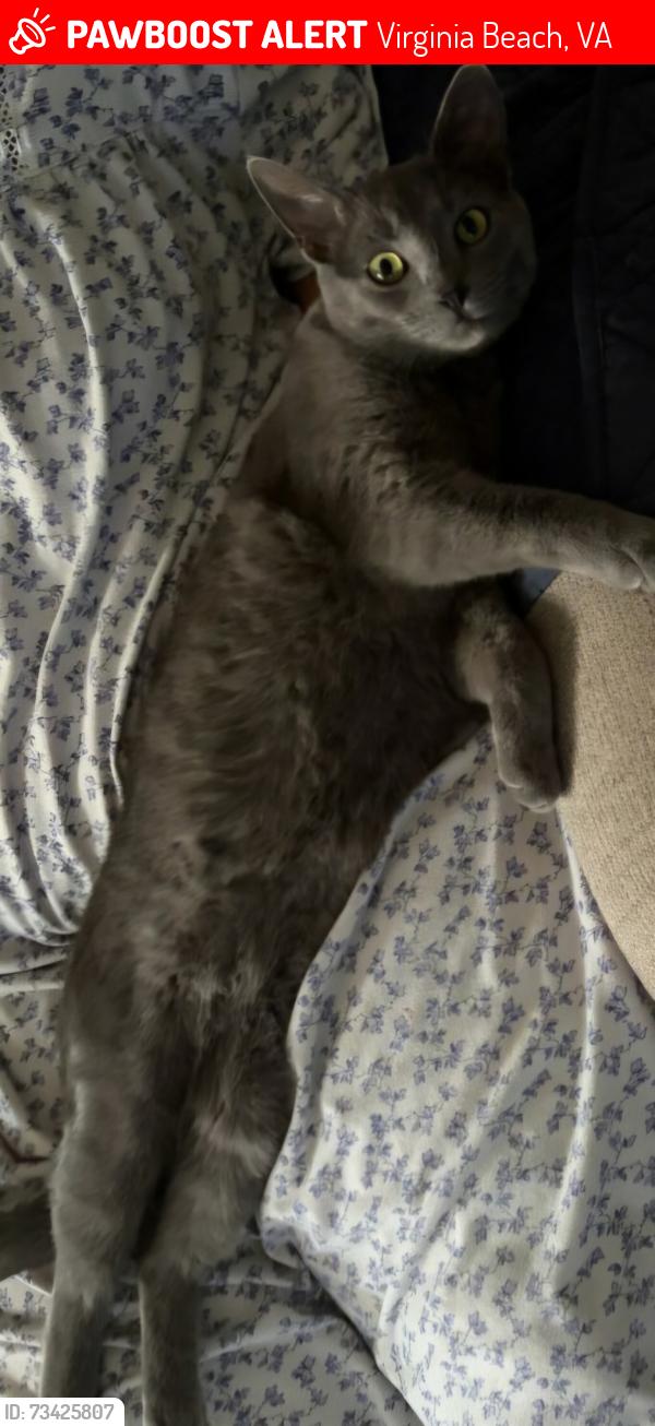 Lost Female Cat last seen Waterside Court Virginia Beach, Va, Virginia Beach, VA 23452